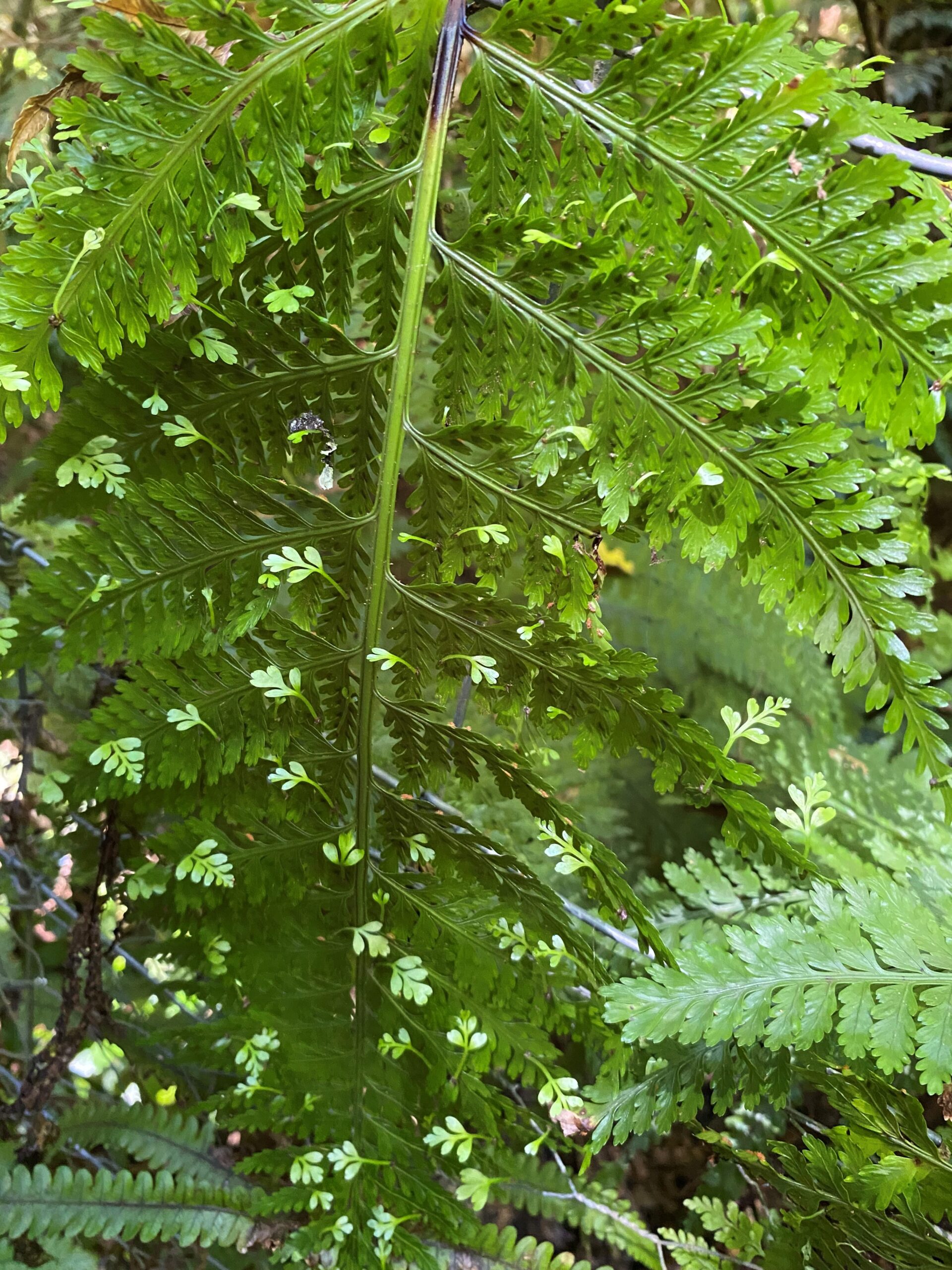 hen and chicken fern 2